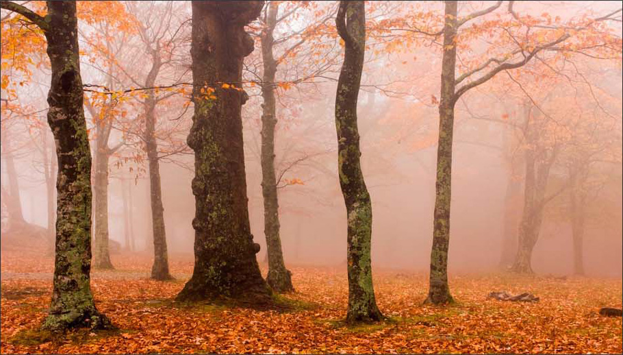 The Misty Forest